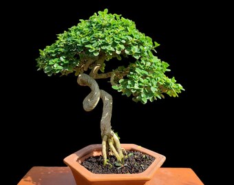 Real pict Bonsai premna microphylla bonsai estilo extremo bonsai tropical shohin