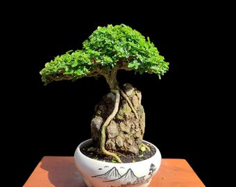Echtes Bild Bonsai Premna Microphylla Bonsai Ontherock Style tropical Bonsai Shohin