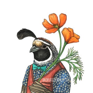 California Quail + Poppy - Archival Print