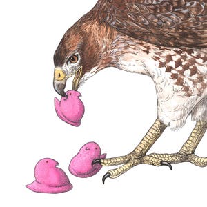 Red Tailed Hawk - Snack Attack - Archival Print