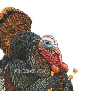 May include: A watercolor illustration of a turkey with a brown and black feathered body, a red head, and a blue wattle. The turkey is surrounded by orange and white candy corn. The text "RACHEL KOZLOWSKI 2022" is written in black on the turkey's body.