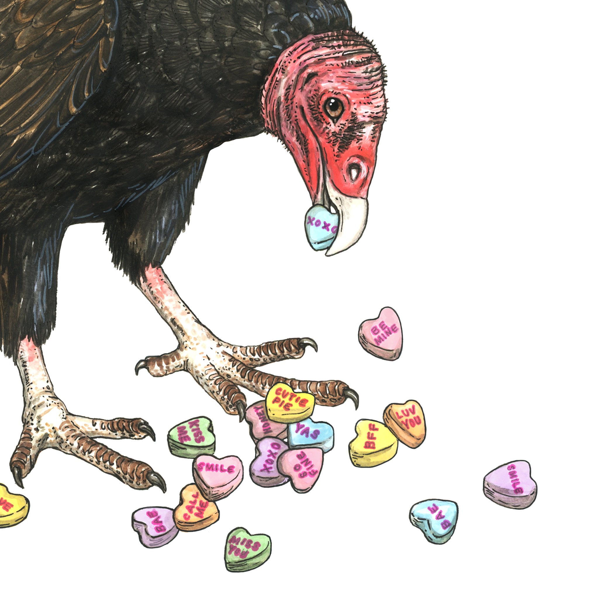Turkey Vulture + Candy Hearts - Snack Attack - Archival Print, image size:2066x2067