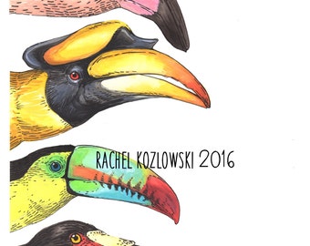 Bird Beaks (flamingo - Hornbill - Toucan - Stork) - Archival