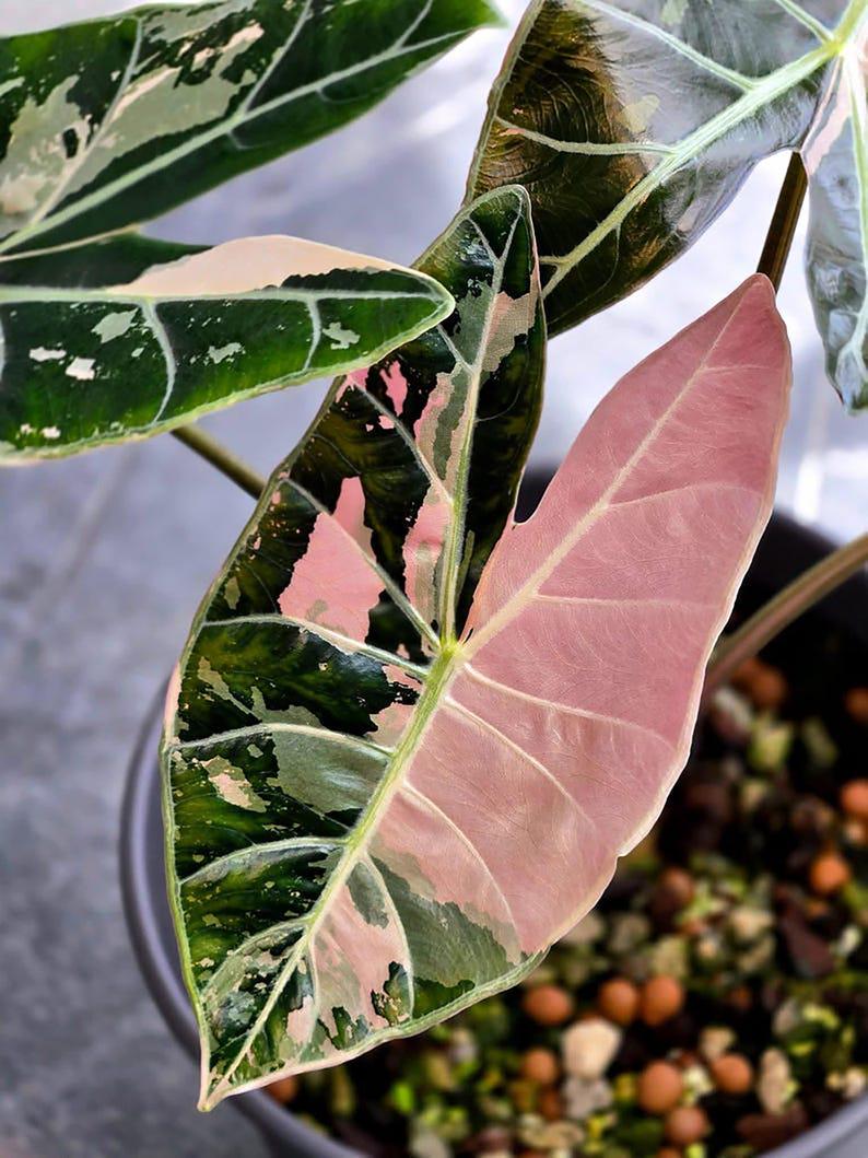 Alocasia chantrieri pink variegated - Etsy 日本