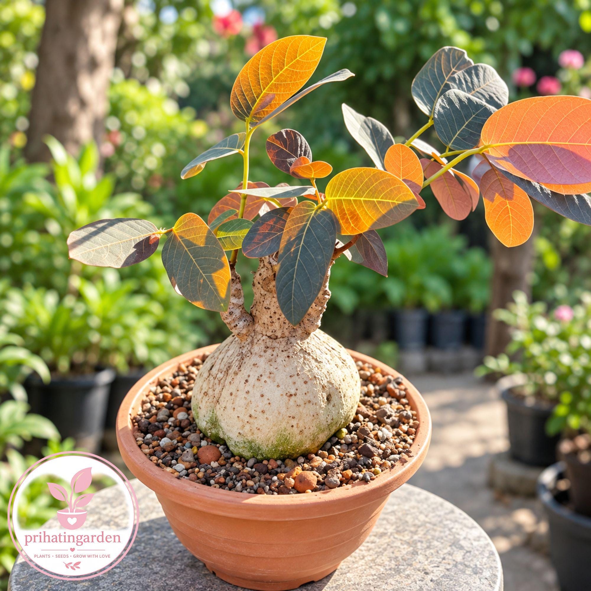 Unusual Caudex Plants - Etsy Unusual Caudex Plants - Etsy