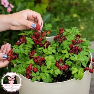 May include: A potted raspberry plant in a smooth, light-colored container, featuring vibrant green serrated leaves and numerous clusters of small, round, deep red raspberries. The plant is dense with fruit, showing various stages of ripeness.