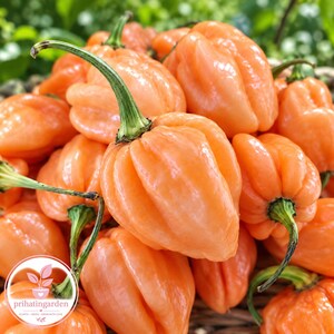 May include: A cluster of fresh, vibrant orange habanero peppers with smooth, glossy, lantern-shaped skins and green stems. The peppers are piled together, showcasing their distinctively wrinkled, lobed texture and bright, uniform color throughout.