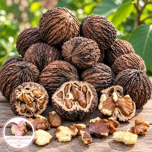 May include: A pile of dark brown, deeply textured black walnuts, with several whole nuts and three cracked open to reveal the light tan, wrinkled nutmeat inside. The walnuts are arranged on a wooden surface with a circular logo in the corner.