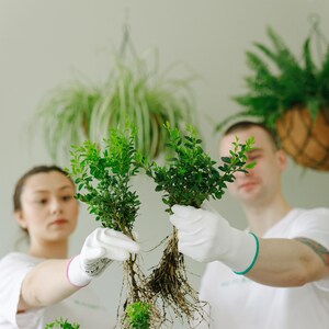 Può includere: Due piccole piante verdi con radici esposte sono tenute da persone con guanti bianchi. Le piante hanno foglie verdi vibranti. Lo sfondo include piante sospese e un muro bianco. L'immagine suggerisce giardinaggio o cura delle piante.