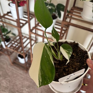 melanochrysum philodendron Philodendron Melanochrysum Long – Greenspaces.id main image 0