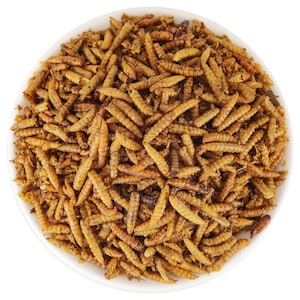 May include: A white bowl filled with a large quantity of dried, golden-brown insect larvae. The larvae are cylindrical, segmented, and have a textured, wrinkled appearance. They are piled high in the center of the bowl, creating a dense, uniform mass.
