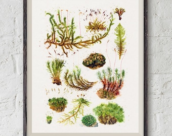 Moss instant download, moss print, printable botanical art, vintage illustration, botanic chart.