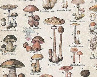 Vintage Mushroom Chart Print: Botanical Kitchen Wall Art (Digital Download)