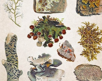 May include: A vintage botanical illustration featuring various types of lichen. The illustration shows different colors and textures of lichen, including green, brown, yellow, and white. The lichen is depicted growing on rocks, bark, and branches.