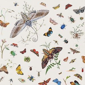 Moth printable wall art, butterfly print, insect chart, entomology poster