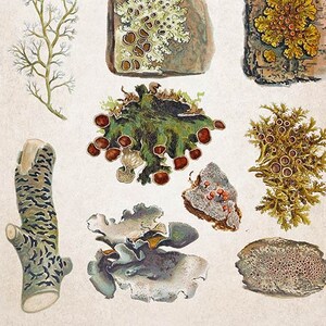 Gráfico de líquen, arte de parede botânica para impressão, ilustração vintage de musgo