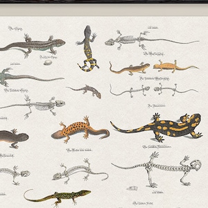 Lizard chart instant download, reptiles print, zoology art, lizard poster, printable wall art