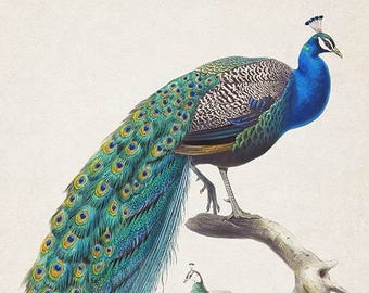 Peacock digital print, instant download, peacock wall art, bird clipart, nursery printable animal