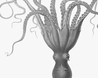 Octopus printable wall art, nautical poster, bathroom print, coastal decor