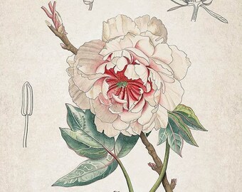 Pink peonies print, botanical wall art, vintage kitchen decor, flower girl gift