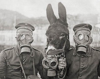 World War I black and white photo, a donkey and two German soldiers