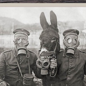 World War I black and white photo, a donkey and two German soldiers