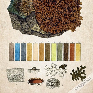 Gráfico de líquen, imprimíveis botânicos vintage, ilustração de musgo, decoração de parede de cozinha de fazenda