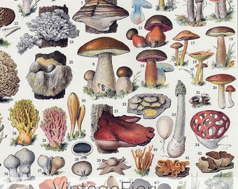 Vintage Mushroom Chart Art Print: Botanical Kitchen Poster (Digital Download)