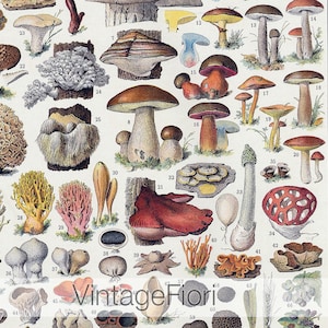 Impressão de arte de cogumelo para download instantâneo, pôster botânico, arte para impressão de cozinha, gráfico botânico
