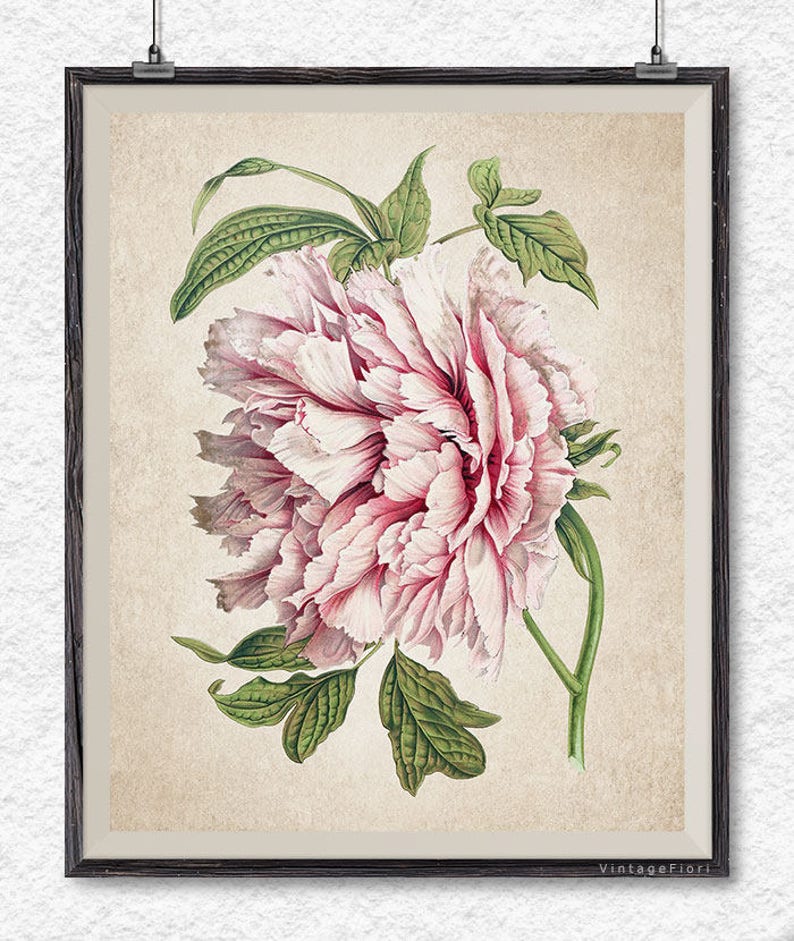 Peony Print Instant Download Printable Flower Art Botanical - Etsy