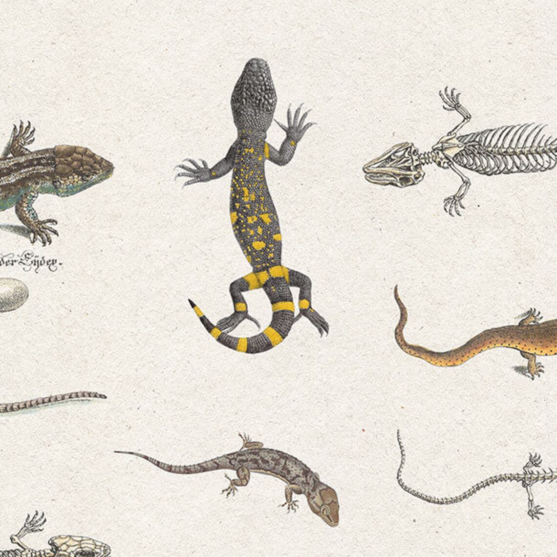 Lizard Chart Instant Download Reptiles Print Zoology Art Etsy