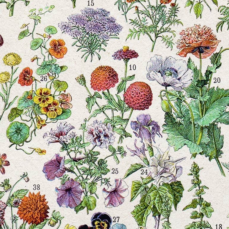 Botanical Printable Wall Art Kitchen Decor Flower Chart - Etsy