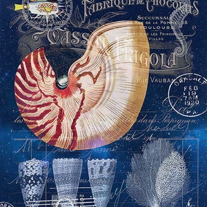Nautilus Mollusk Wall Art - Printable Vintage Scientific Illustration - Digital Download