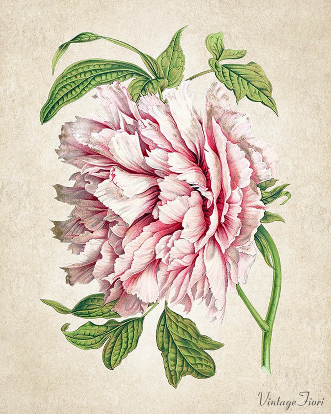 Peony Print Instant Download Printable Flower Art Botanical - Etsy