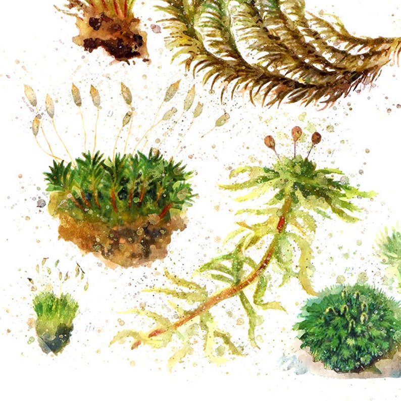 Moss Instant Download Moss Print Printable Botanical Art - Etsy
