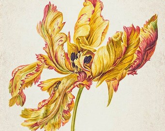 Impressions d'art mural tulipes pour décoration d'intérieur - téléchargement immédiat