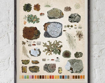 Vintage botanical printables, lichen chart, moss illustration