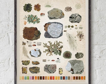 May include: A vintage botanical illustration of various types of lichen. The illustration features a variety of colors, including green, brown, white, and gray. The lichen are depicted in a variety of shapes and sizes, and some are shown growing on rocks or trees. The illustration is surrounded by a border of small, colorful squares.