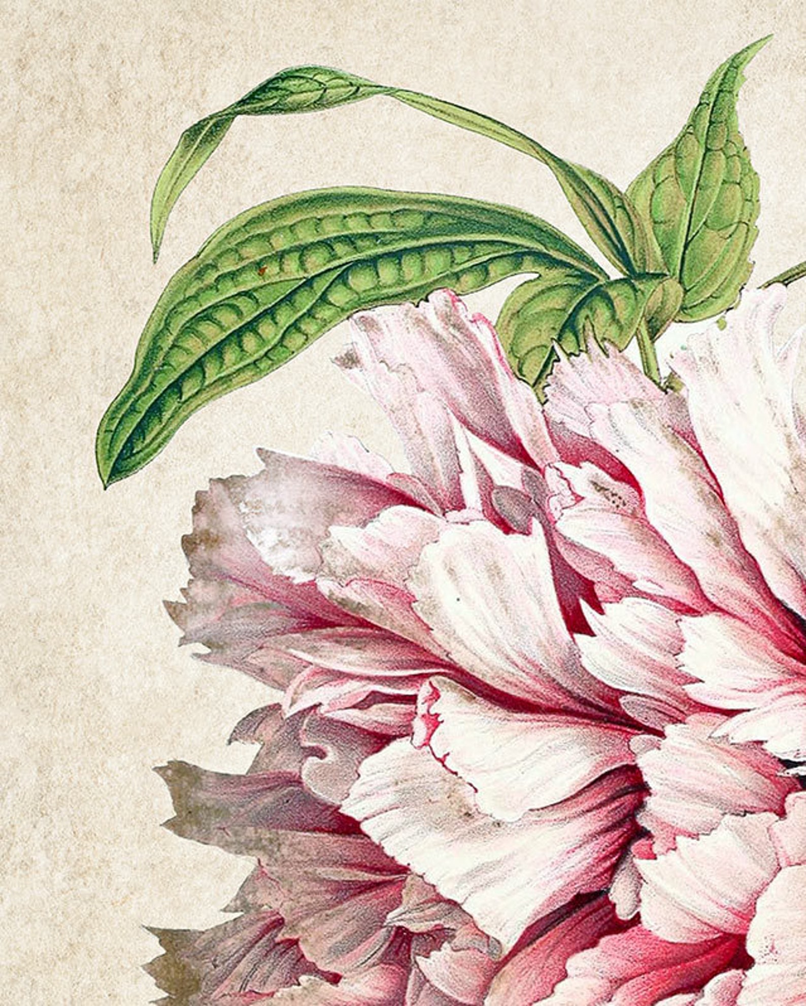 Peony Print Instant Download Printable Flower Art Botanical - Etsy