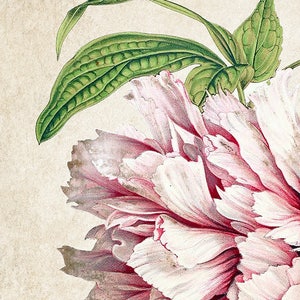 Peony Print Instant Download Printable Flower Art Botanical - Etsy