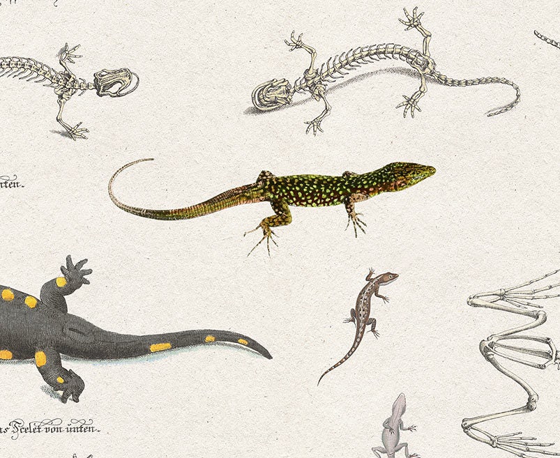 Lizard Chart Print: Reptiles Zoology Art Poster (digital Download) - Etsy