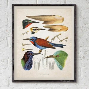 Bird chart, ornithology printable art, wildlife poster, nature illustrations