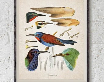 Puede incluir: Ilustración vintage de varios abejarucos, un tipo de ave, con dibujos detallados de sus picos, alas y patas. La ilustración está etiquetada como "Fam. Meropidae."