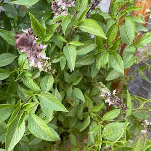 Thai Basil Seeds Ocimum basilicum var. thyrsiflora Culinary Herb Seeds Arizona Grown Herb Garden