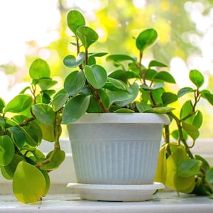 May include: A Peperomia obtusifolia plant with thick, glossy, rounded green leaves growing in a light grey, ribbed plastic pot with a matching saucer. The plant features multiple stems that extend upwards and outwards from the container.