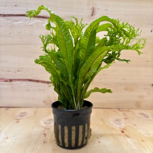 May include: A vibrant green plant with long, textured leaves and a reddish-brown vein pattern. The plant is potted in a black container with a unique, slotted design. The background is a light-colored wooden surface.