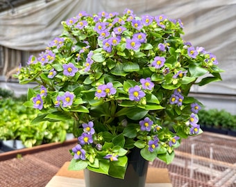 Exacum Persian Violet Plant Live