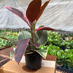 May include: A small potted rubber plant with large, colorful leaves. The leaves are a mix of deep red, pink, green, and cream. The plant is in a black plastic pot, sitting on a cardboard surface. The background is a greenhouse setting.