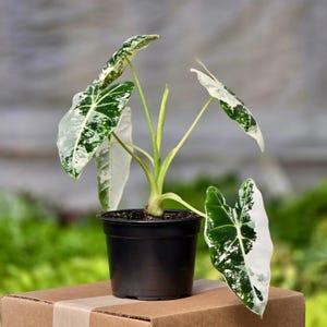May include: A potted Alocasia plant with large, variegated leaves in shades of green and white. The plant is in a black plastic pot, sitting on a cardboard box. The leaves have a striking pattern, adding visual interest to the houseplant.