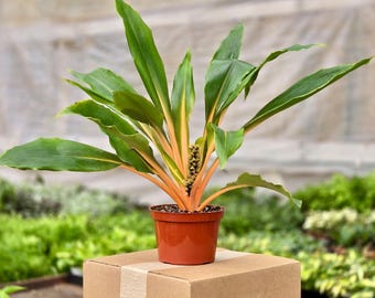monstera adansonii variegata Monstera adansonii Variegated – Collectors Online main image 1